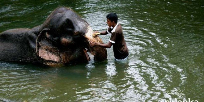 Sri Lanka tour orfanotrofio degli elefanti