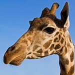 San Valentino Kenya villa giraffe