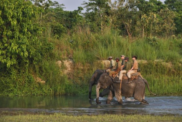 India nuovo safar tour elefante