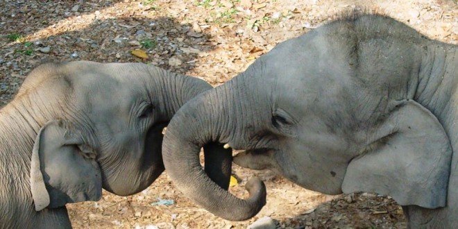 India safari e tour elefante