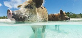 Bahamas vacanze a Pig Island