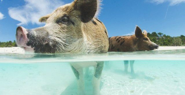 Bahamas vacanze a Pig Island