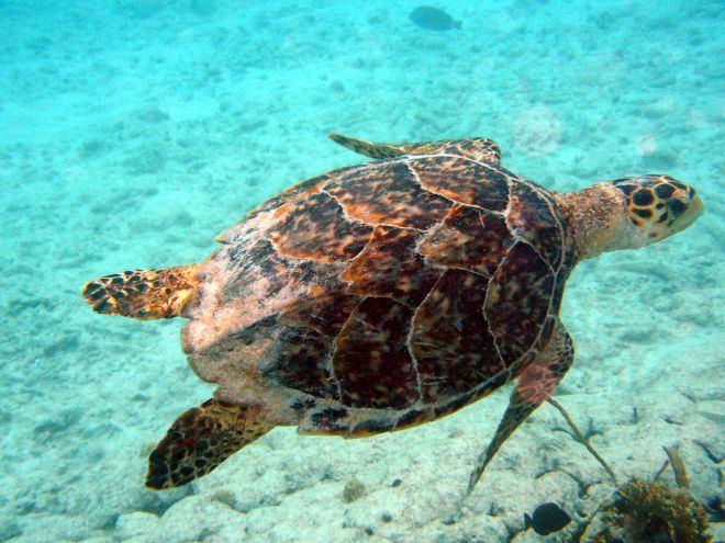 Aruba stagione tartarughe