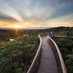 Kirstenbosch Centenary Tree Canopy Walk photo Adam Harrower