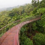 Kirstenbosch Centenary Tree Canopy Walk photo Adam Harrower