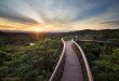 Kirstenbosch Centenary Tree Canopy Walk photo Adam Harrower