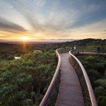 Kirstenbosch Centenary Tree Canopy Walk photo Adam Harrower