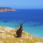 Canguri Kangaroo Island spiagge